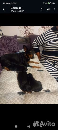 Карликовый пинчер цена 8000