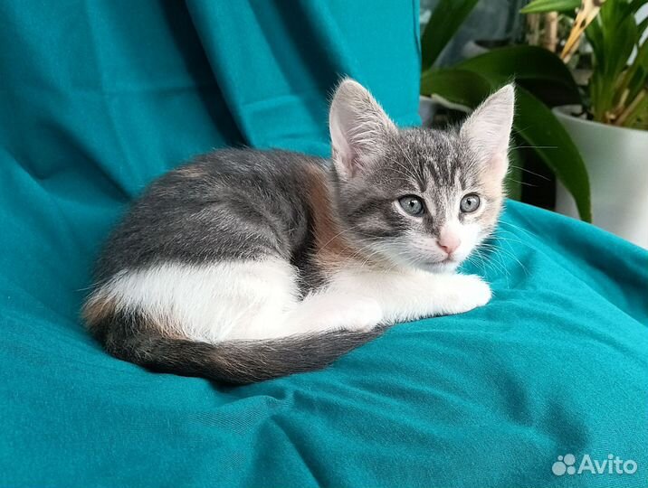 Очень ласковая кошечка