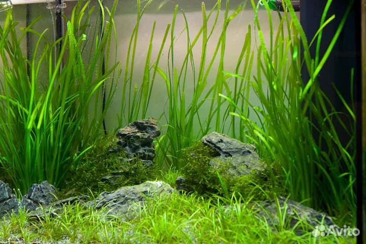 Рыбки гуппи, растения,креветки, меченосцы