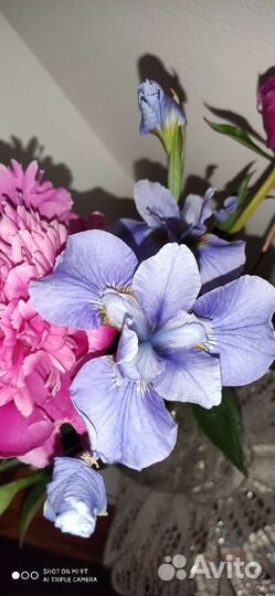 Голубой Ирис и другие цветы