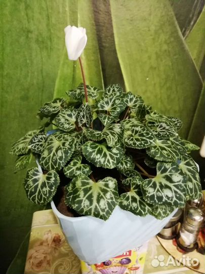 Персидский цикламен