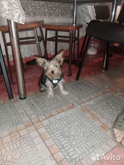 Йоркширский терьер щенок