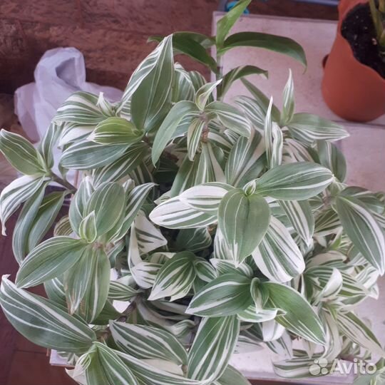 Традесканция