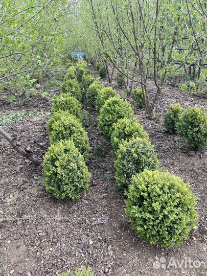 Самшиты (буксус)