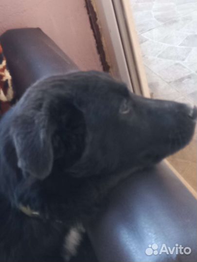 Метис овчарки