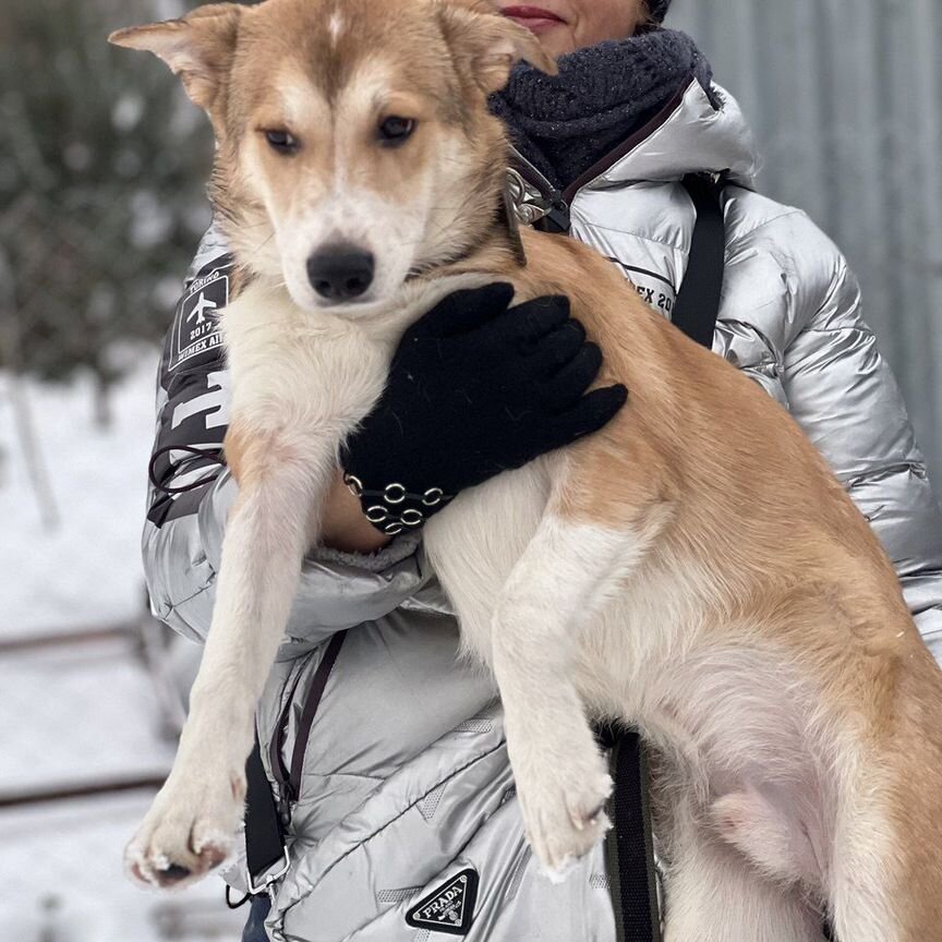 Отдам щенка в добрые руки