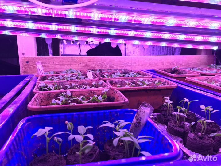 Фитолампа для выращивания растений и рассады