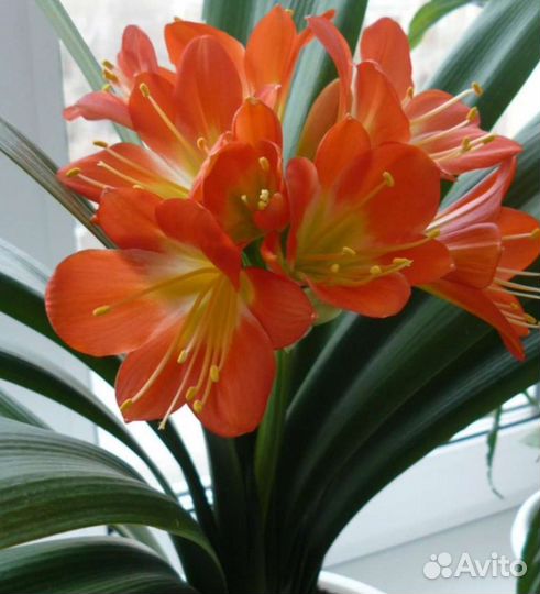 Комнатные цветы кливия