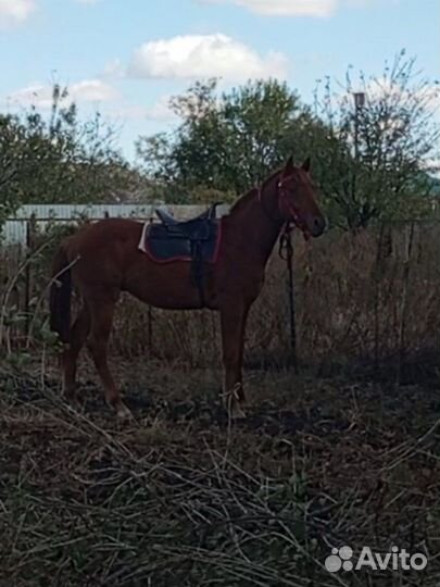 Жеребец обмен