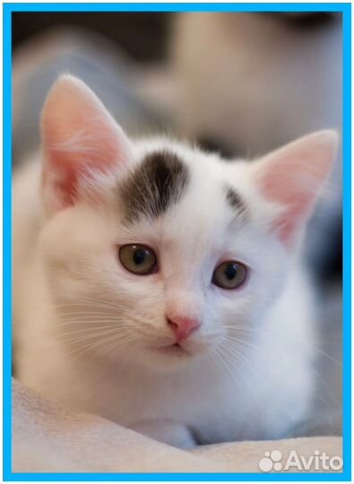 Котенок