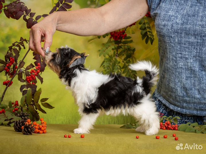 Щенок бивер терьер