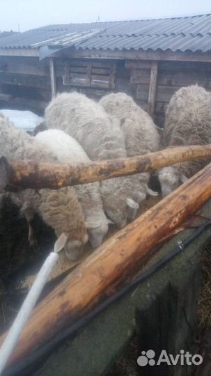 Овцы бараны ягнята оптом