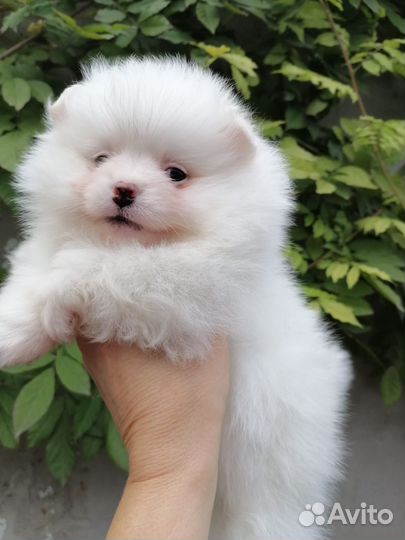 Померанский шпиц медвежьего типа