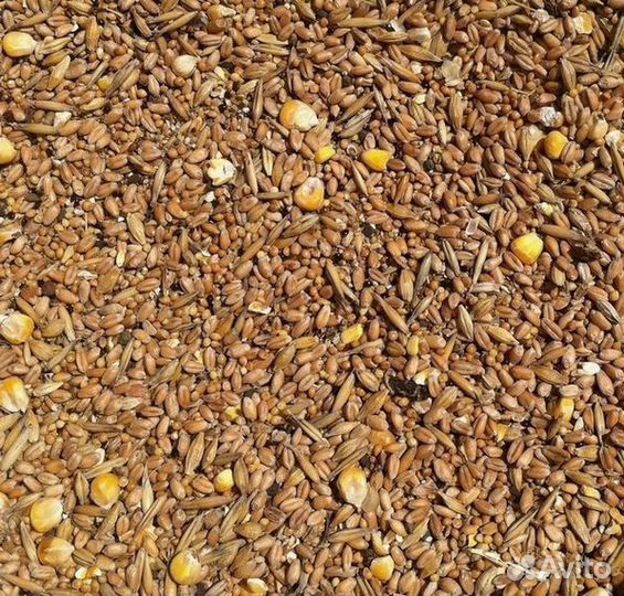 Зерносмесь - 5 видов зерна