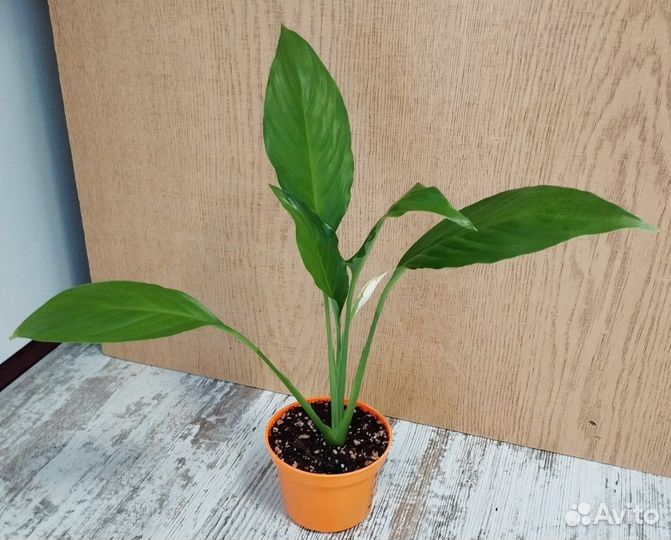 Спатифиллум