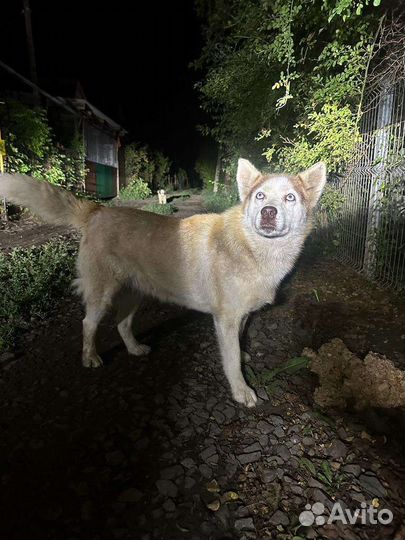 Собаки бесплатно в добрые руки