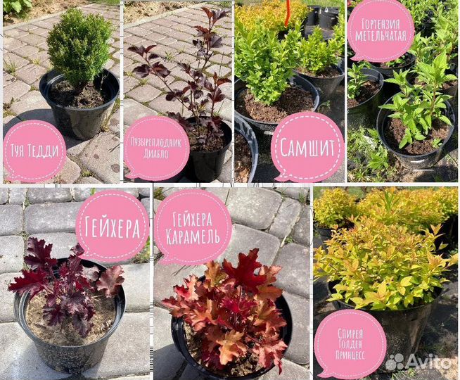 Гортензия метельчатая