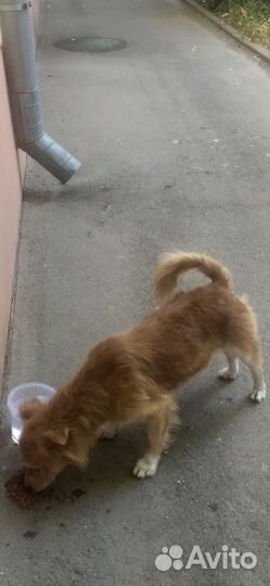 Пушистик потеряшка