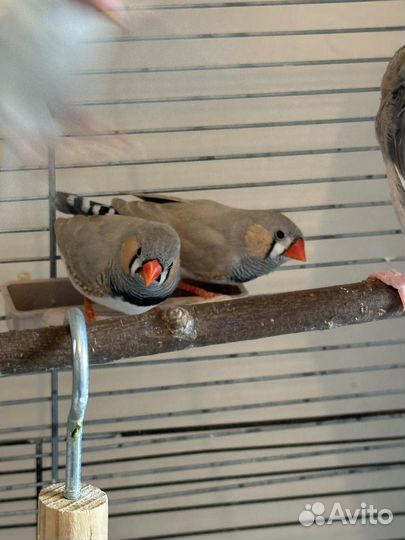 Зебровые - Рисовые амадины