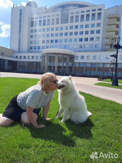 Девочка Самоед, продаётся. Возраст один год