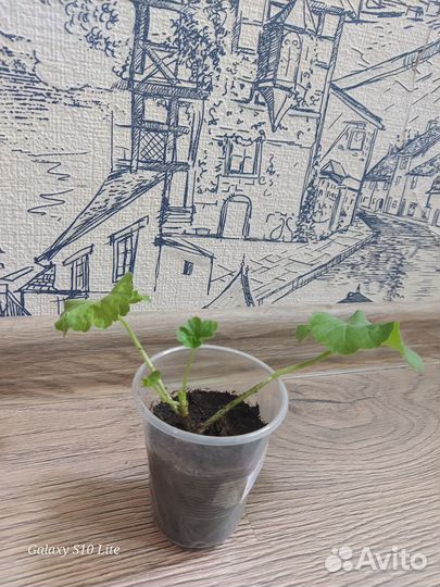 Пеларгония герань красная