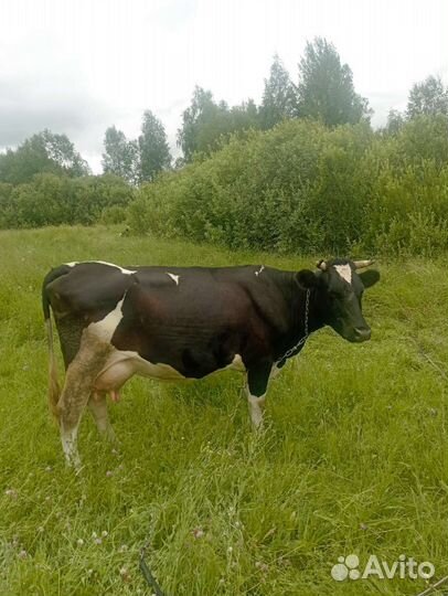Корова дойная (две из трёх на выбор)