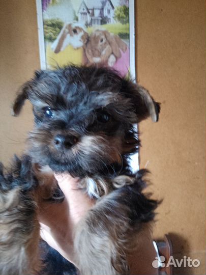 Йоркодетки