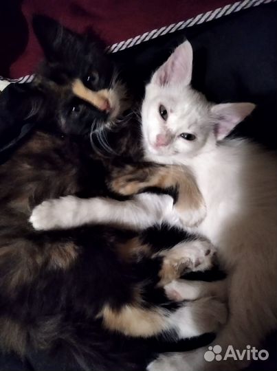 Котята девочки 2 мес бесплатно