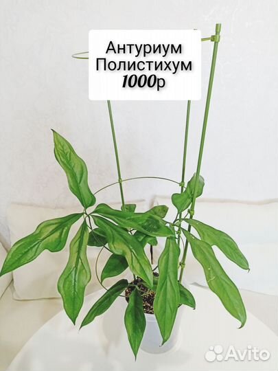 Цветы в подарок