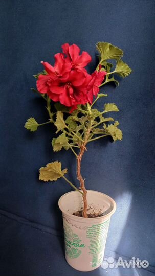 Пеларгония королевская