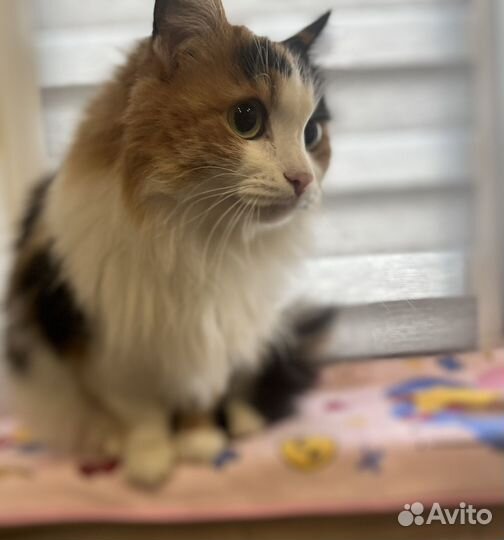 Передержка животных
