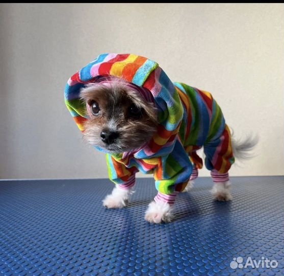 Одежда для собак. Штю на заказ