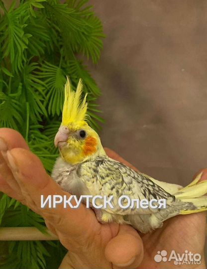 Ручные птенцы кореллы