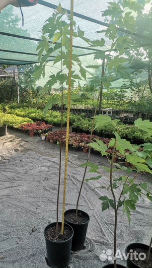 Клен остролистный в горшках