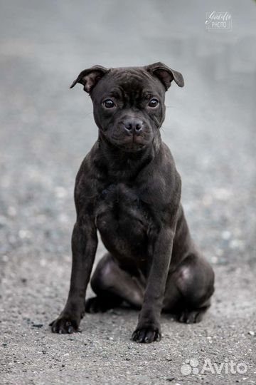 Щенки Стаффордширского бультерьера