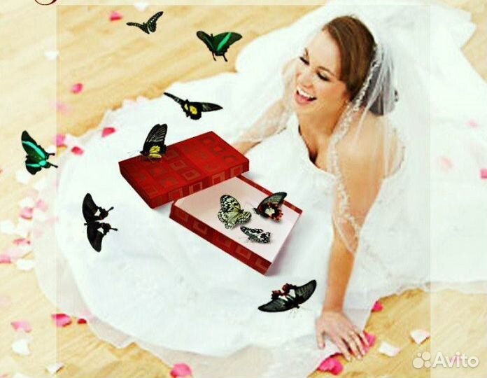 Франшиза Салюты из Живых Тропических Бабочек 2529