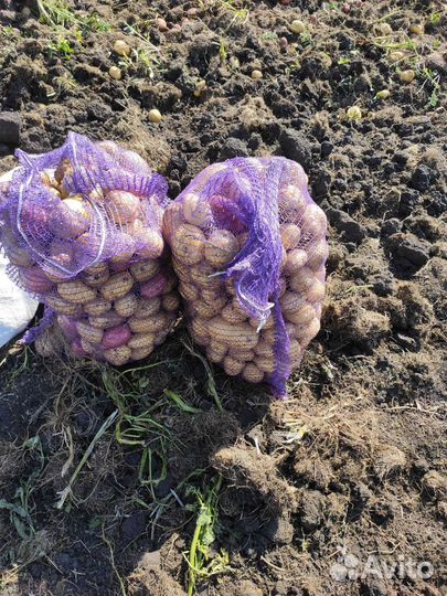 Картофель домашний