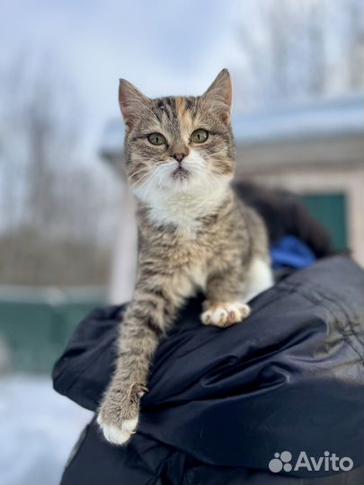 Кнопа ищет дом