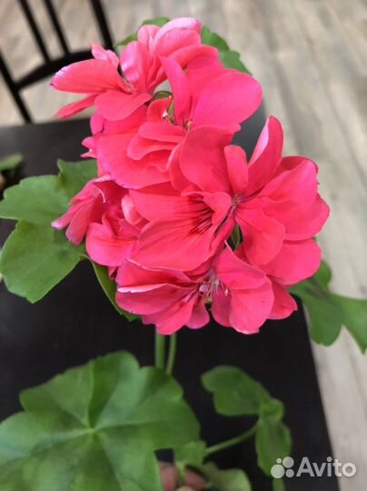 Пеларгония герань плющелистная, ампельная