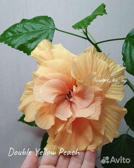 Срезы - Гибискус комнатный сортовой