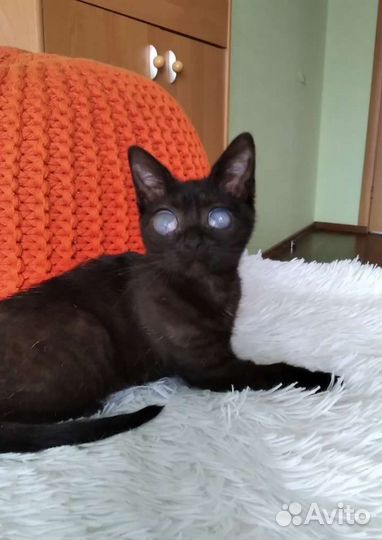 Слепой котенок девочка