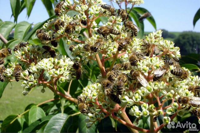 Медовое дерево