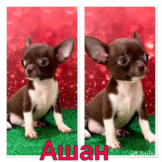 Чихуахуа mini шоколадный, мальчик