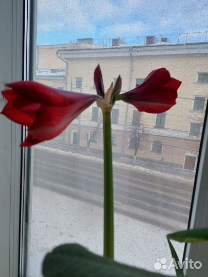 Гиппеаструм сортовой