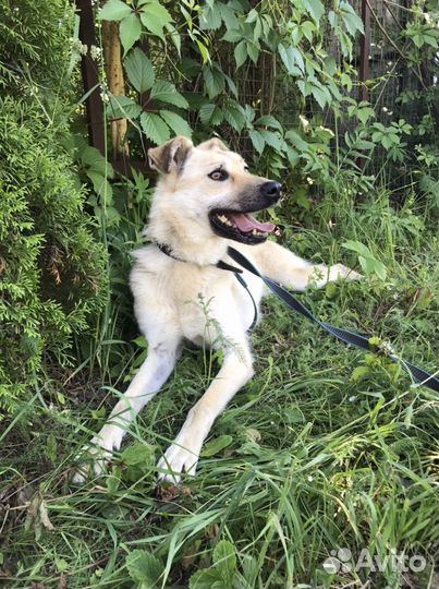 Буся милая собачка из приюта