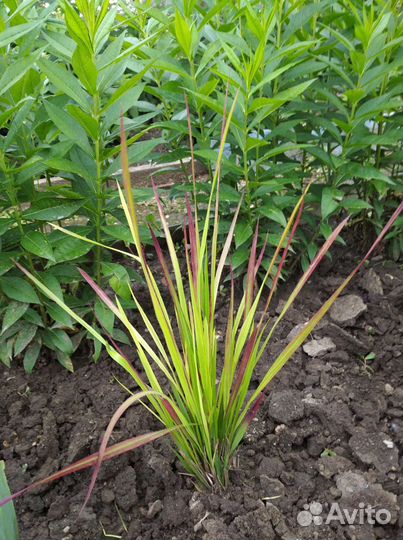 Многолетники в сад