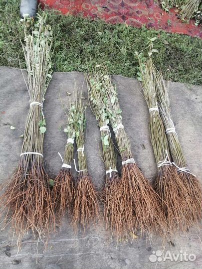 Антипка, алыча подвои на осень 2023