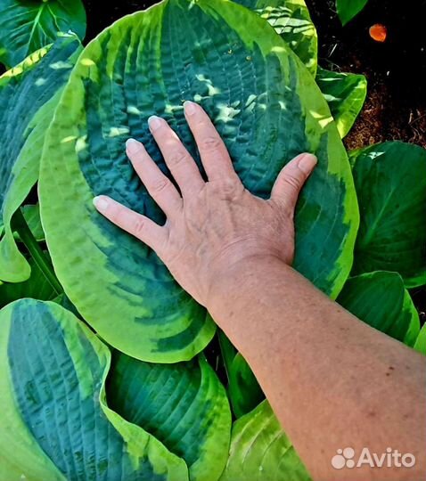 Шикарная хоста Френсис Вильямс голубая жатолистная