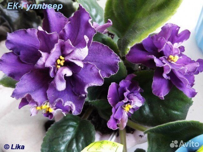 Детки сортовых фиалок