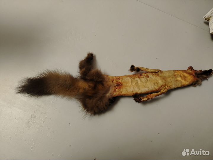 Куница лесная не выделанная